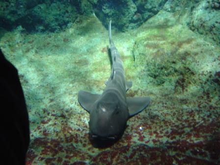 新江ノ島水族館
