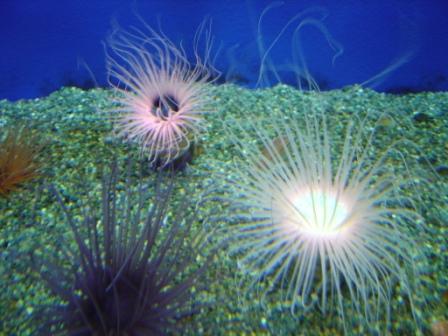 新江ノ島水族館