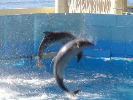 新江ノ島水族館