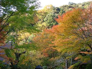 犬鳴山　紅葉