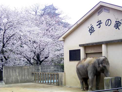 動物園の人気者「姫子」と満開の桜に囲まれた姫路城天守閣