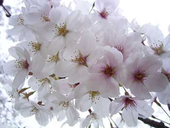 2007桜（接写）
