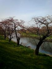 河原の桜
