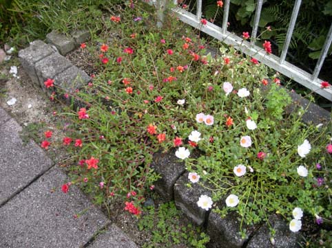 地植えのポーチュラカ