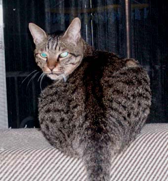 振り返りのらくん