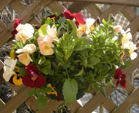 ﾊﾝｷﾞﾝｸﾞﾊﾞｽｹｯﾄ080320_2