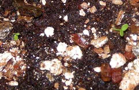 ビオラの双葉ちゃん2