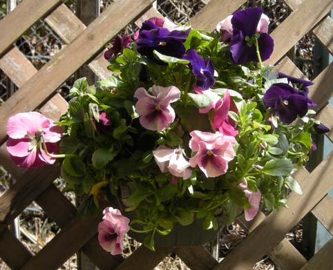 ﾊﾝｷﾞﾝｸﾞﾊﾞｽｹｯﾄ3