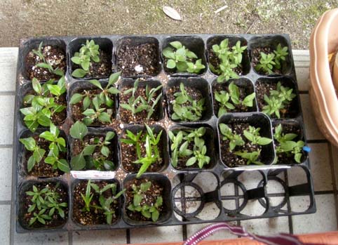 挿し芽のポットたち