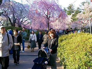 桜（榴ヶ岡公園）