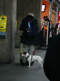 犬連れの旅人