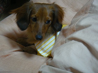 お布団大好き！！