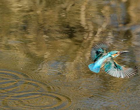 カワセミ上がり