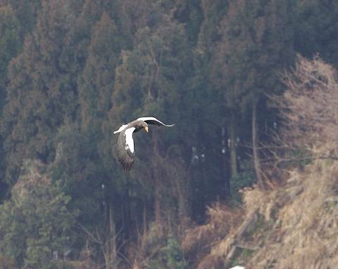 オオワシホバ２