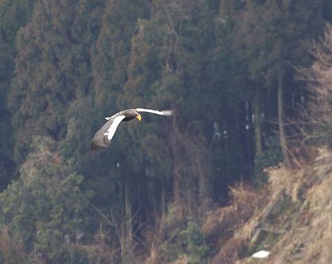 オオワシホバ３