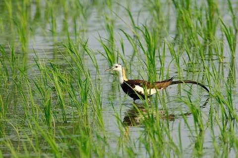 近くのレンカク
