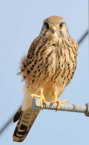 チョウゲンボウ