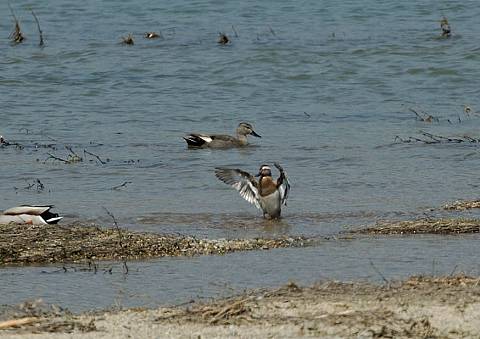 シマアジ羽ばたき