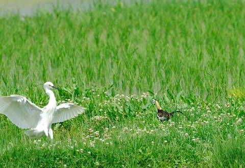 レンカクＶＳダイサ
