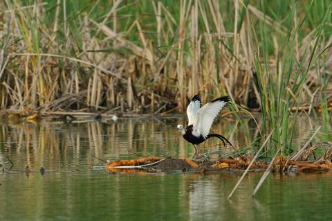 レンカク着地２