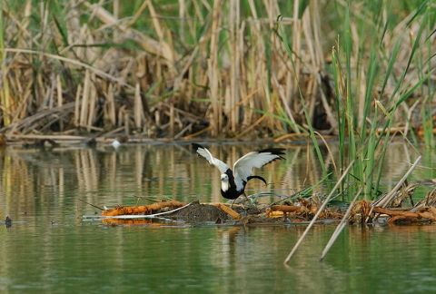 レンカク飛びだし