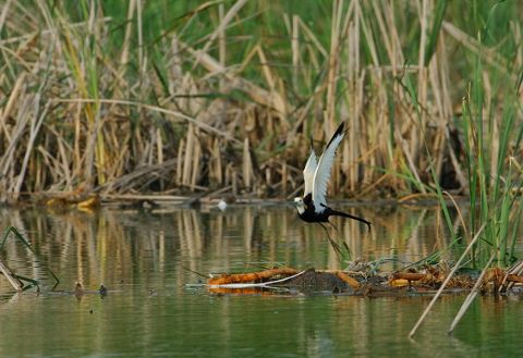 レンカク飛びだし２