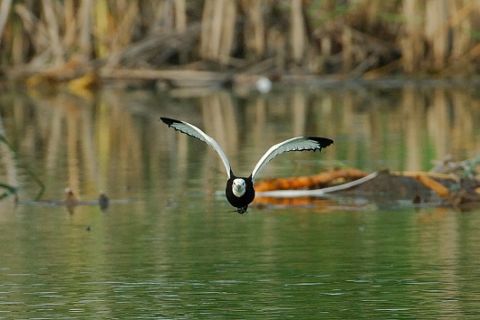 レンカク飛びだし３