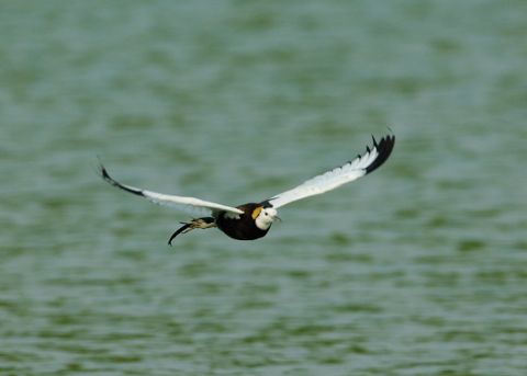 レンカク飛びだし４