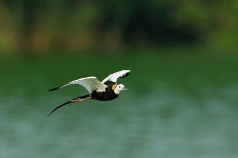 レンカク飛びだし５