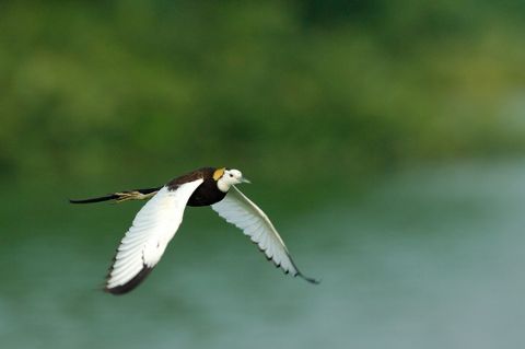 レンカク飛びだし６