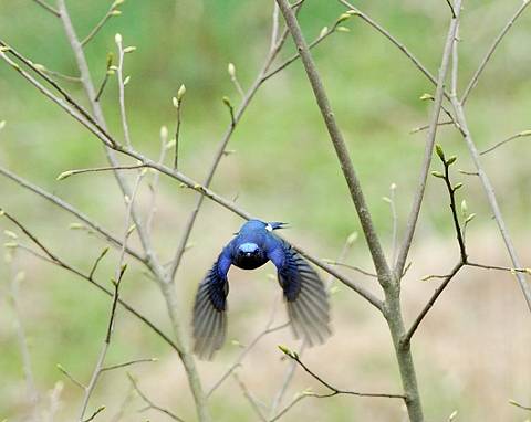オオルリ飛びだし