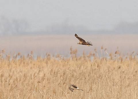 チュウヒとハイチュウ