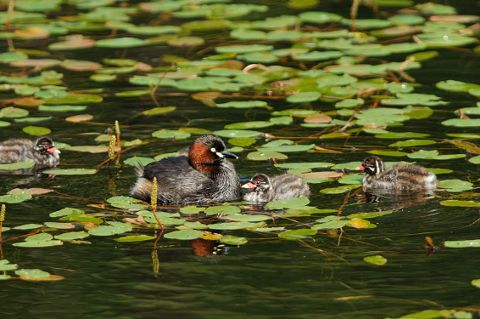 カイツブリ親子