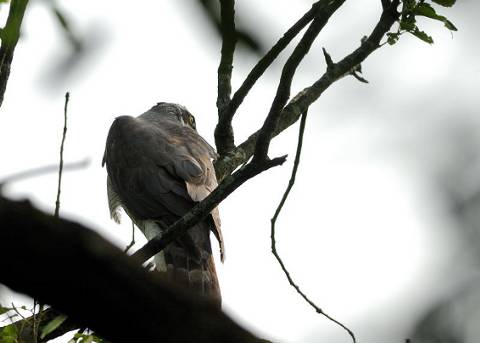 オオタカ後ろ姿