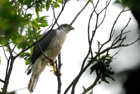 オオタカ抜けたところ