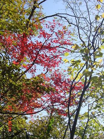 高丸山紅葉