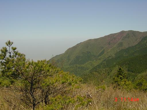 アケボノツツジ遠景