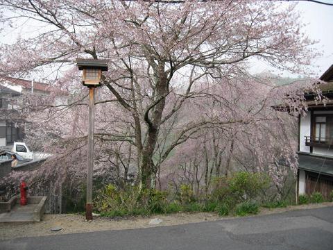 吉野枝垂桜