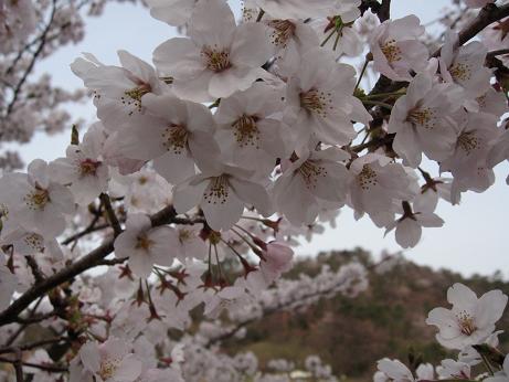 神山森林公園桜.