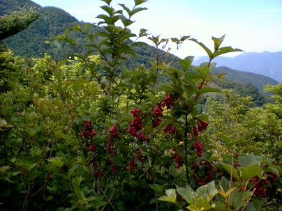 矢筈山の花