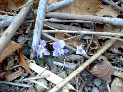 諭鶴羽山のスミレ