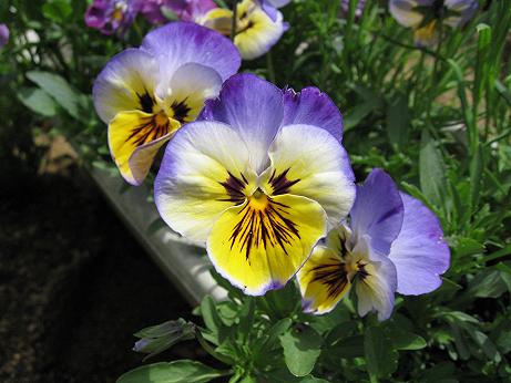 パンジー、ビオラ1