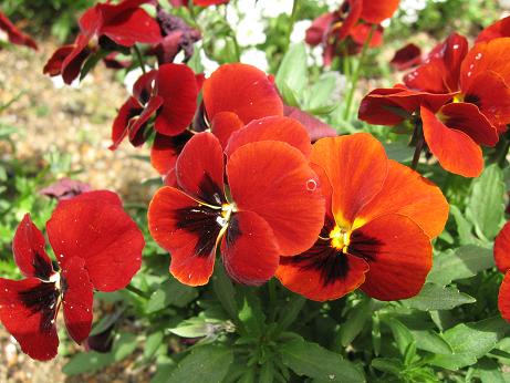 パンジー、ビオラ3