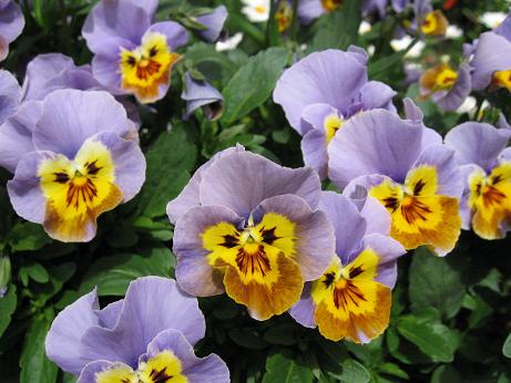 パンジー、ビオラ4