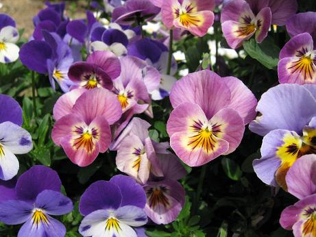 パンジー、ビオラ5