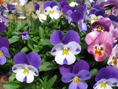 パンジー、ビオラ6