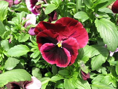 パンジー、ビオラ8