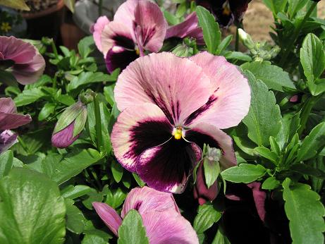 パンジー、ビオラ9