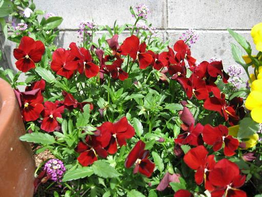 パンジー、ビオラ10