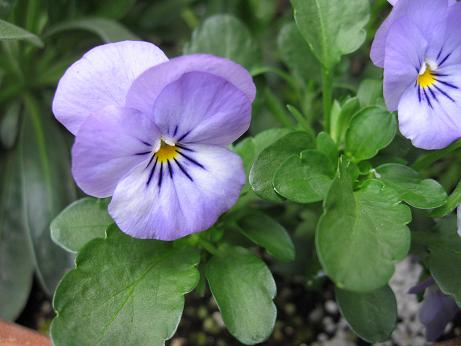 パンジー、ビオラ11